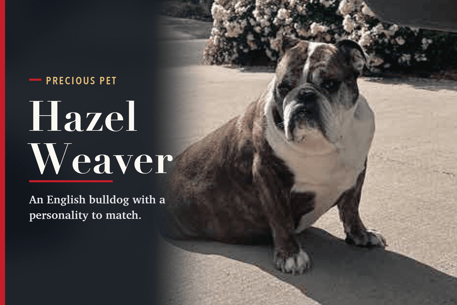 Hazel, an English bulldog, sitting on a driveway, beside the words Hazel Weaver.