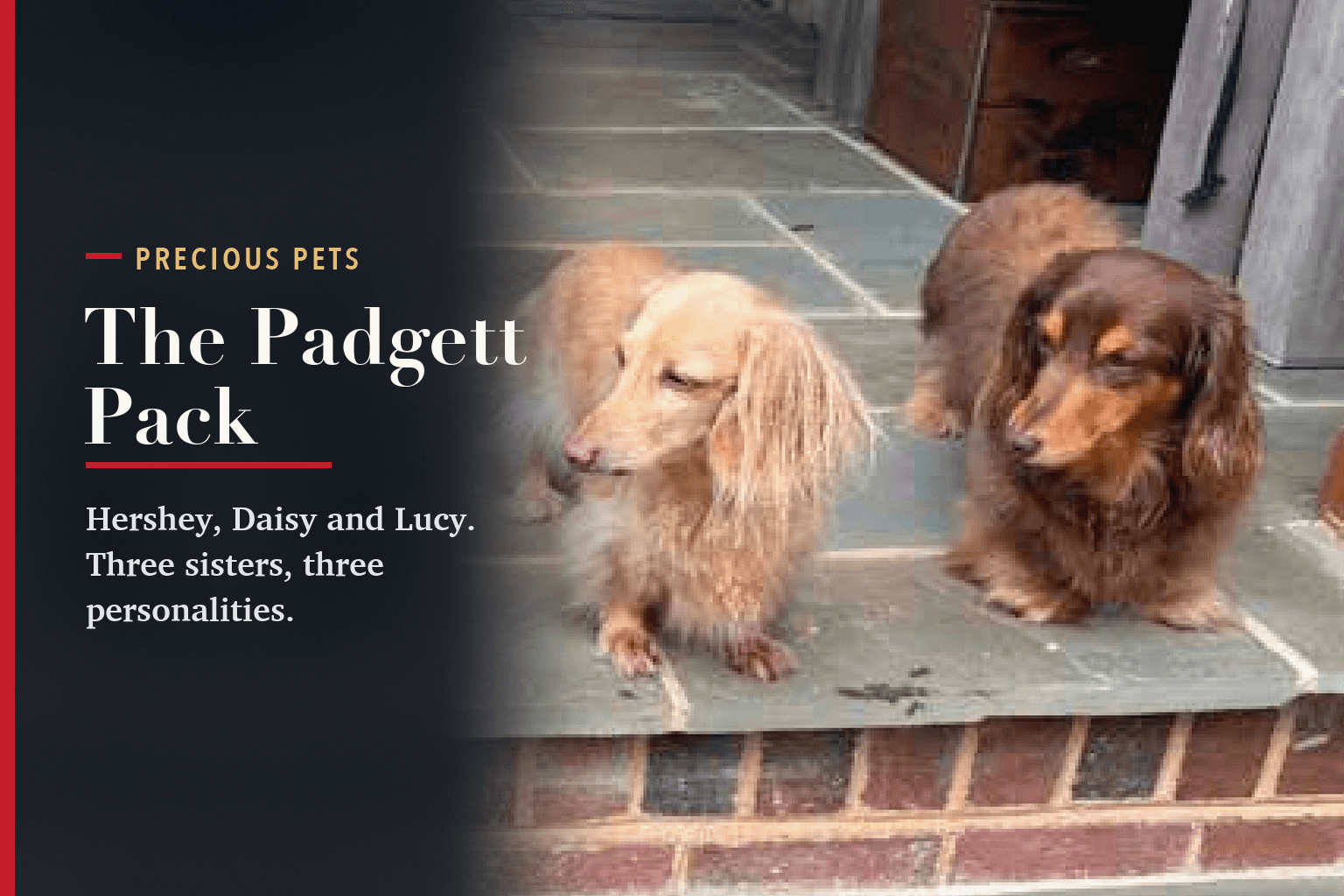 Two long-haired dachshunds on a stone front step, beside the words The Padgett Pack.
