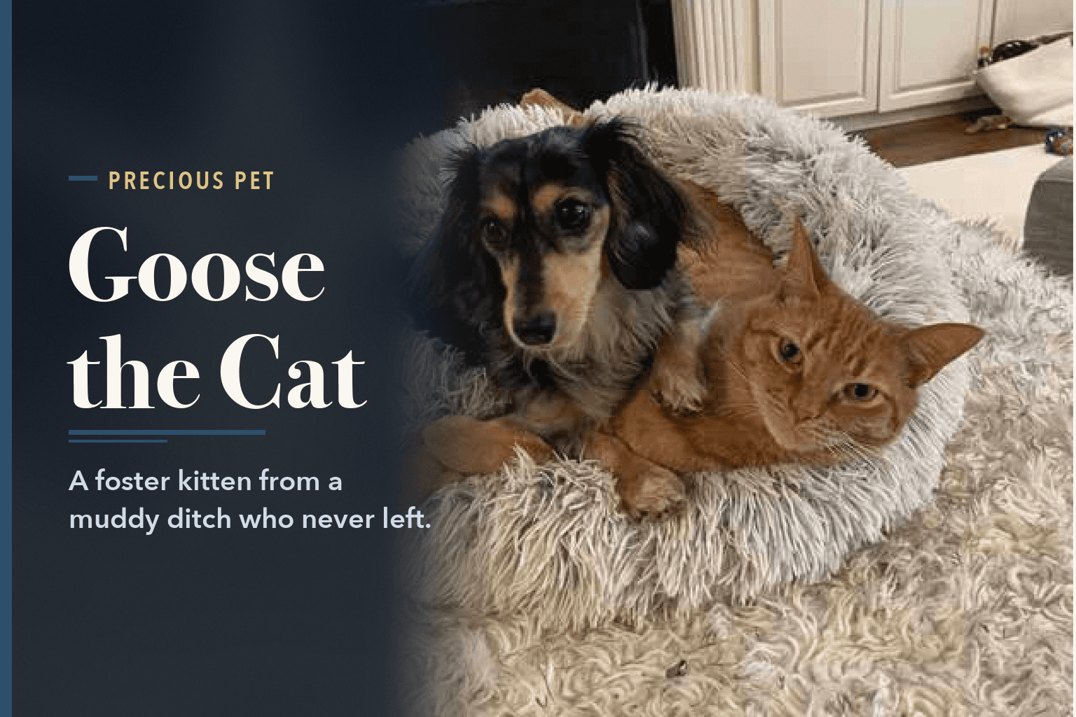 Goose, an orange tabby, curled in a fluffy round bed with a long-haired dachshund, beside the words Goose, the Foster Kitten Who Never Left Home.