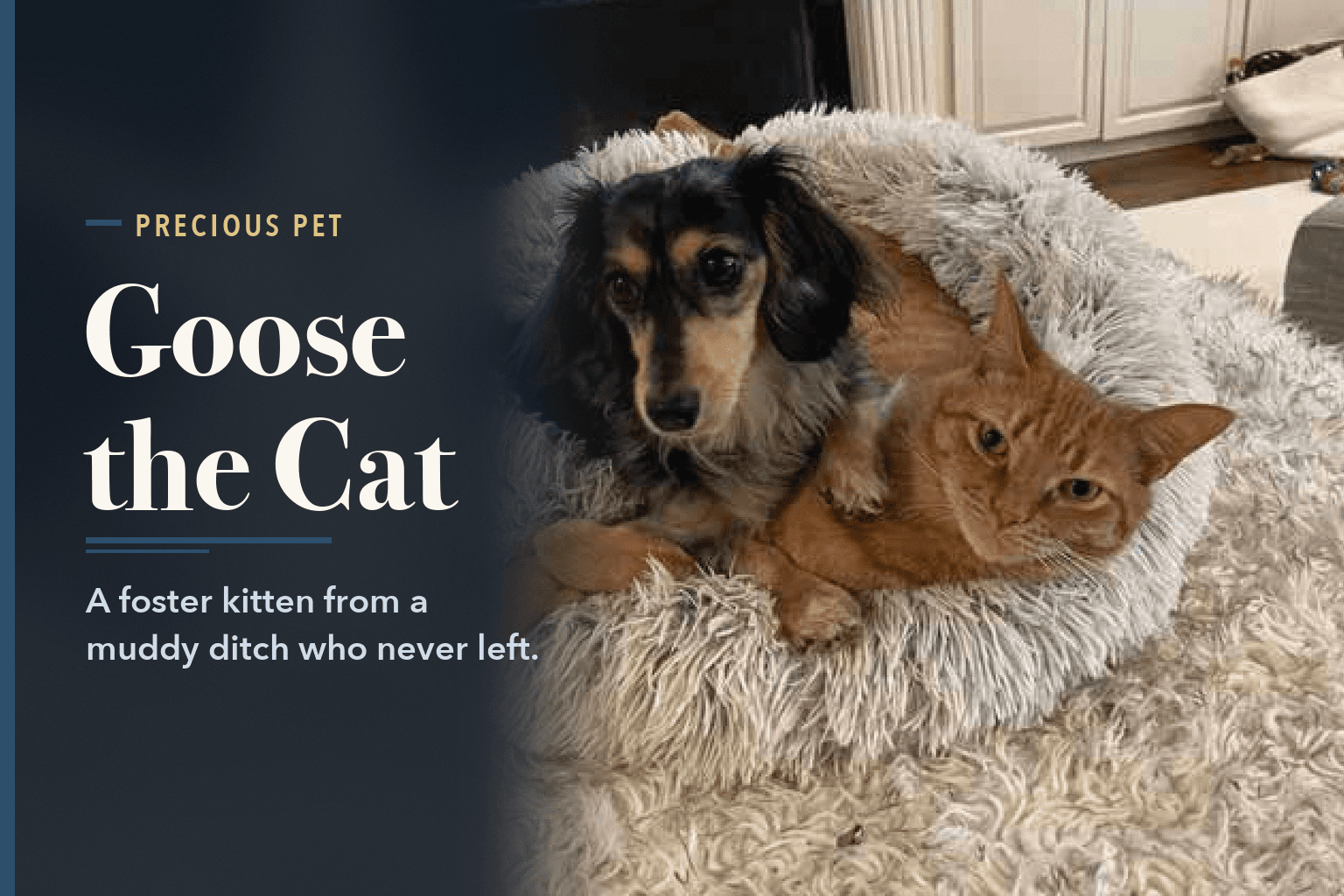 Goose, an orange tabby, curled in a fluffy round bed with a long-haired dachshund, beside the words Goose, the Foster Kitten Who Never Left Home.