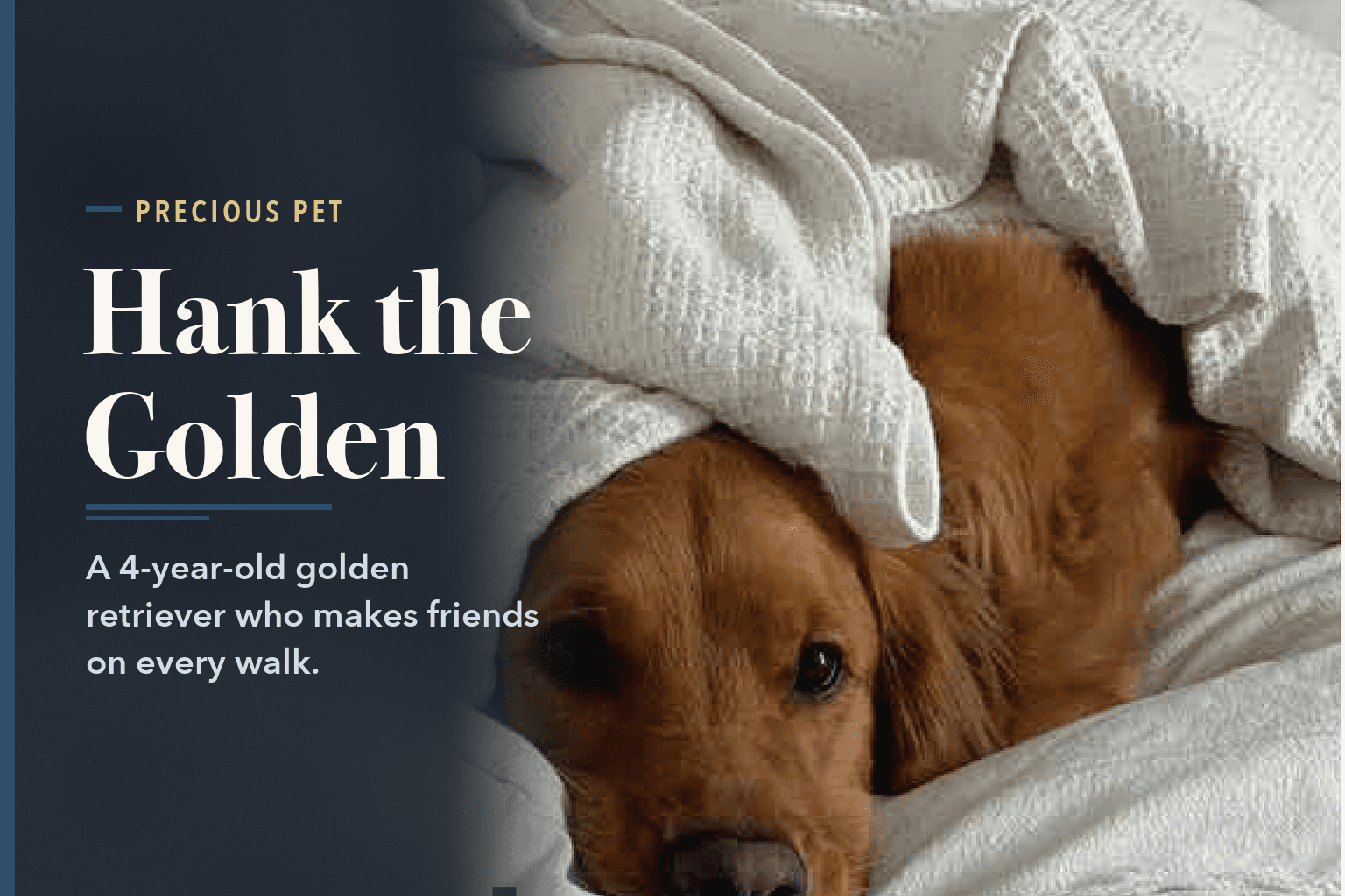 Hank, a golden retriever, lying in bed with his head poking out from under a white waffle-weave blanket, beside the words Hank, a Golden Retriever Who Never Meets a Stranger.