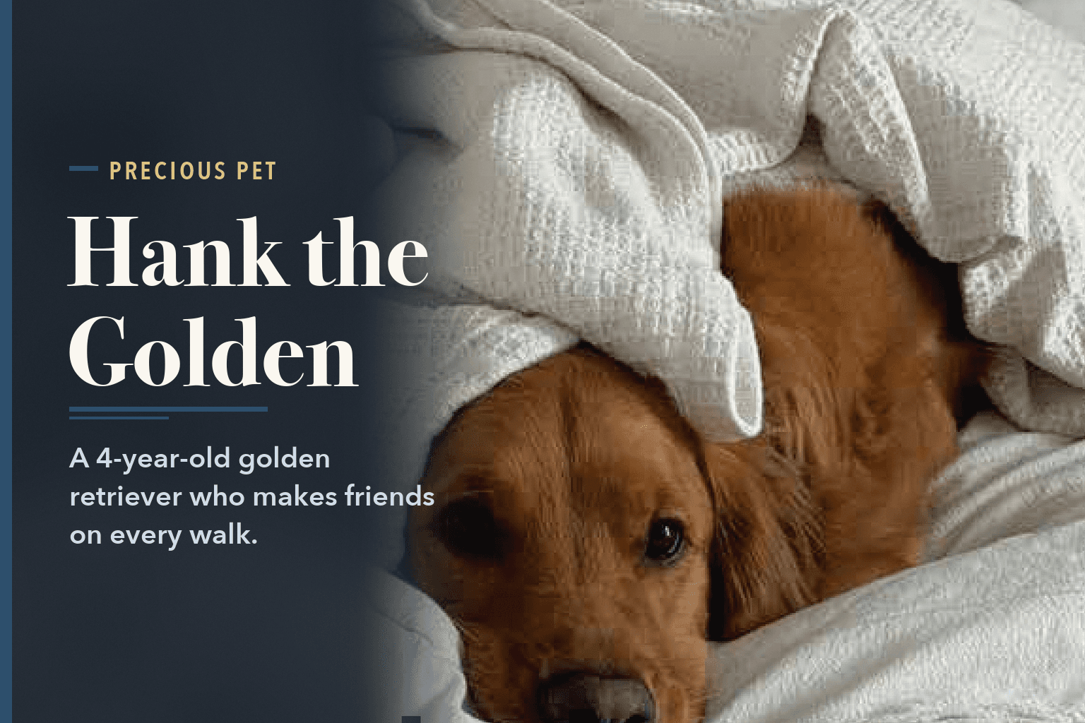 Hank, a golden retriever, lying in bed with his head poking out from under a white waffle-weave blanket, beside the words Hank, a Golden Retriever Who Never Meets a Stranger.