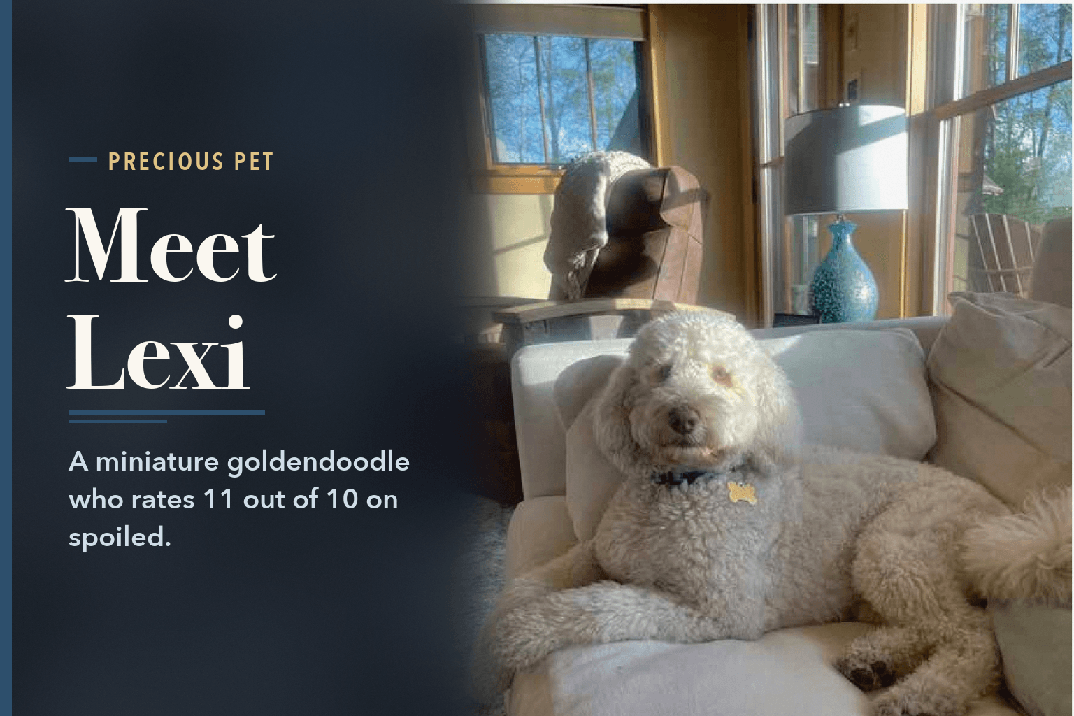 Lexi, a white miniature goldendoodle, lying on a cream sofa in a sunlit living room, beside the words Lexi the Goldendoodle Is the Heart of a Dilworth Family.