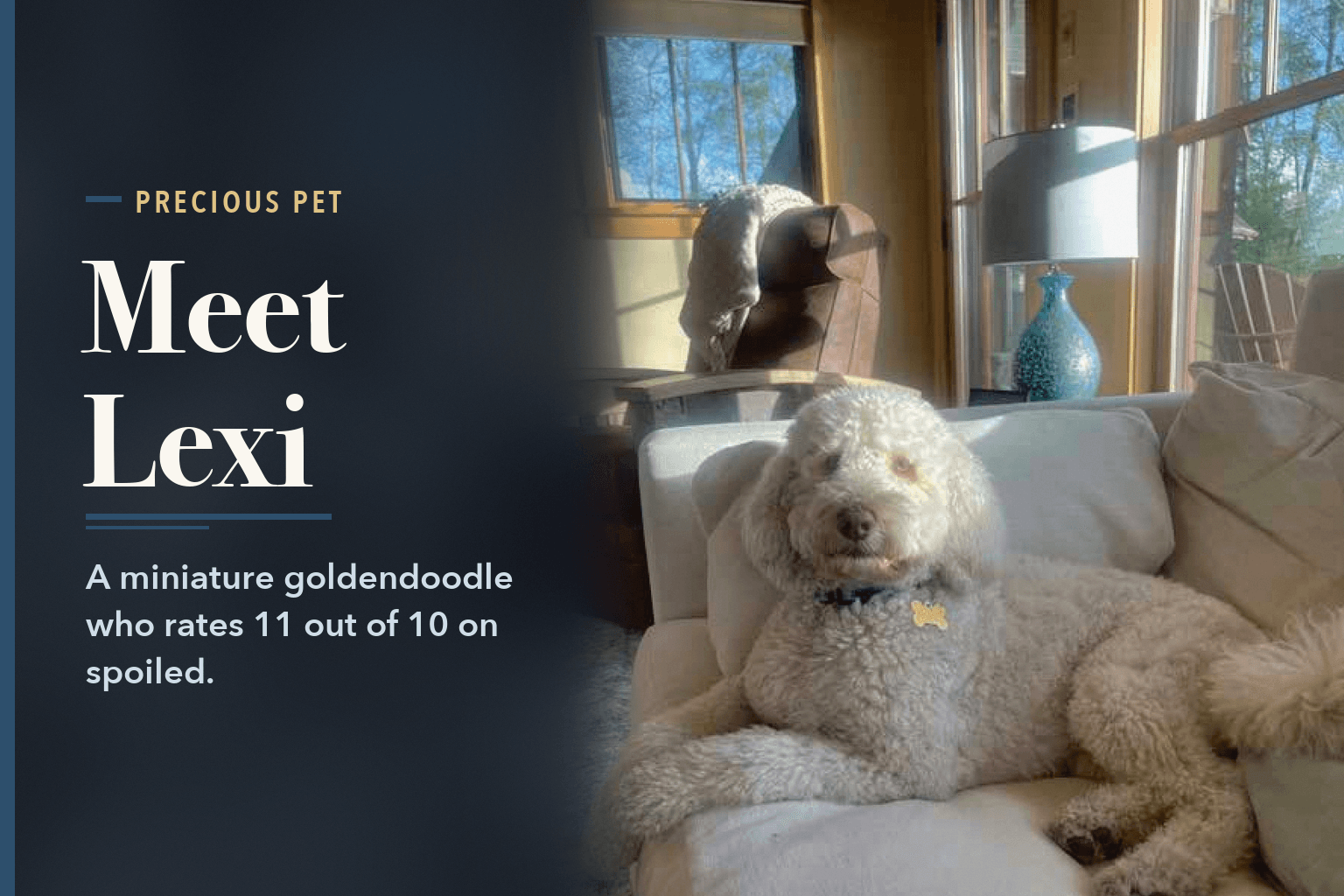 Lexi, a white miniature goldendoodle, lying on a cream sofa in a sunlit living room, beside the words Lexi the Goldendoodle Is the Heart of a Dilworth Family.
