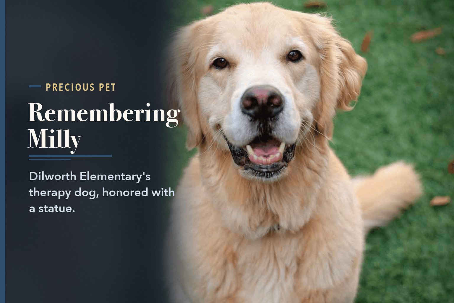 Close-up portrait of Milly, a golden retriever, sitting on grass and looking at the camera, beside the words Milly, Dilworth Elementary's Therapy Dog, Remembered.