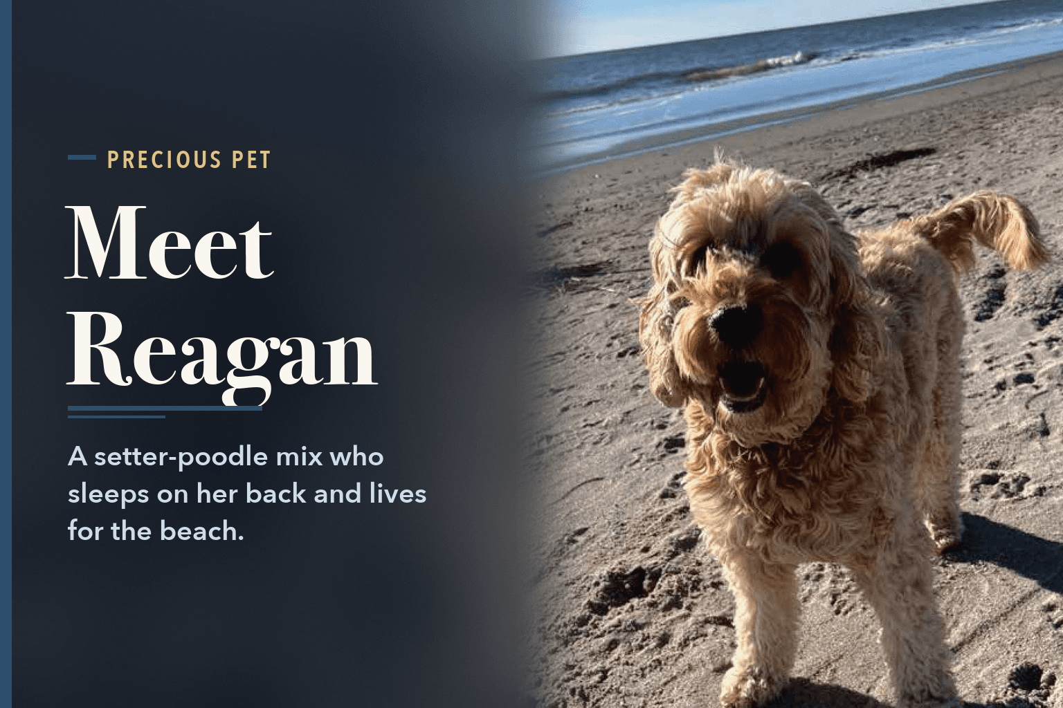 Reagan, a curly-coated golden dog, standing on a beach with the surf behind her, beside the words Reagan, a Setter-Poodle Mix Who Rules the Couch.