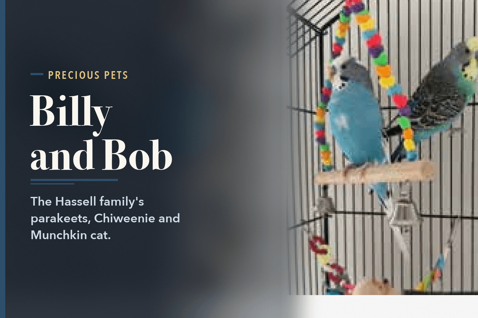 Billy and Bob, a blue parakeet and a teal parakeet, on a perch inside their cage, beside the words Hassell Family's Parakeets, Chiweenie and Munchkin Cat.