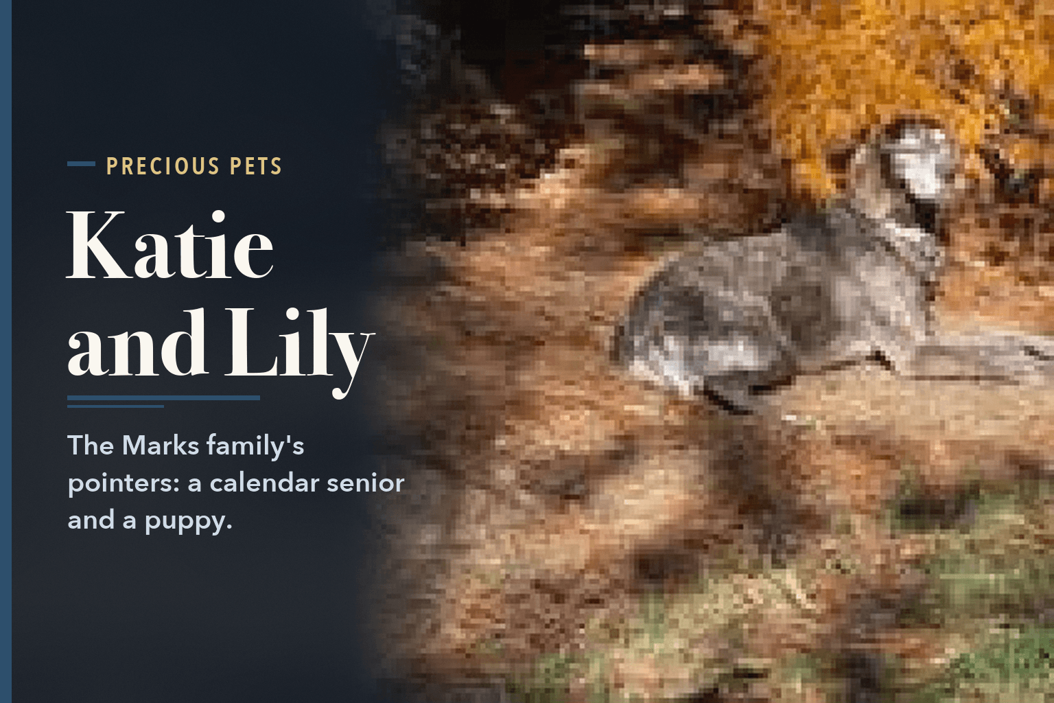 Katie, a liver-and-roan German Shorthaired Pointer, lying in fallen leaves under an orange-leafed tree, beside the words Katie and Lily, the Marks Family's Two Pointers.