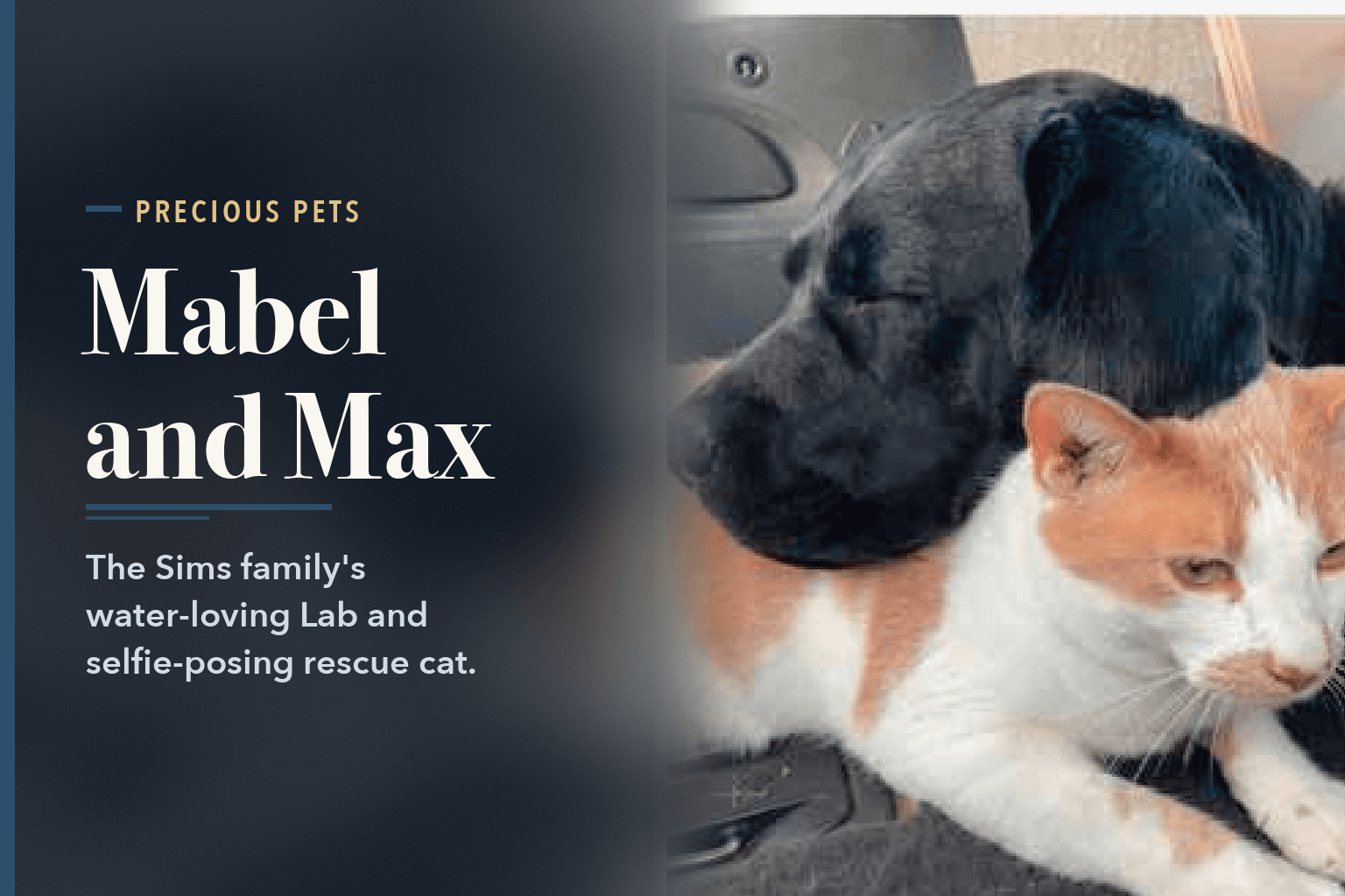 Mabel, a black Labrador, resting her head on Max, an orange-and-white cat, in the back of a car, beside the words Mabel and Max, the Sims Family's Lab and Rescue Cat.