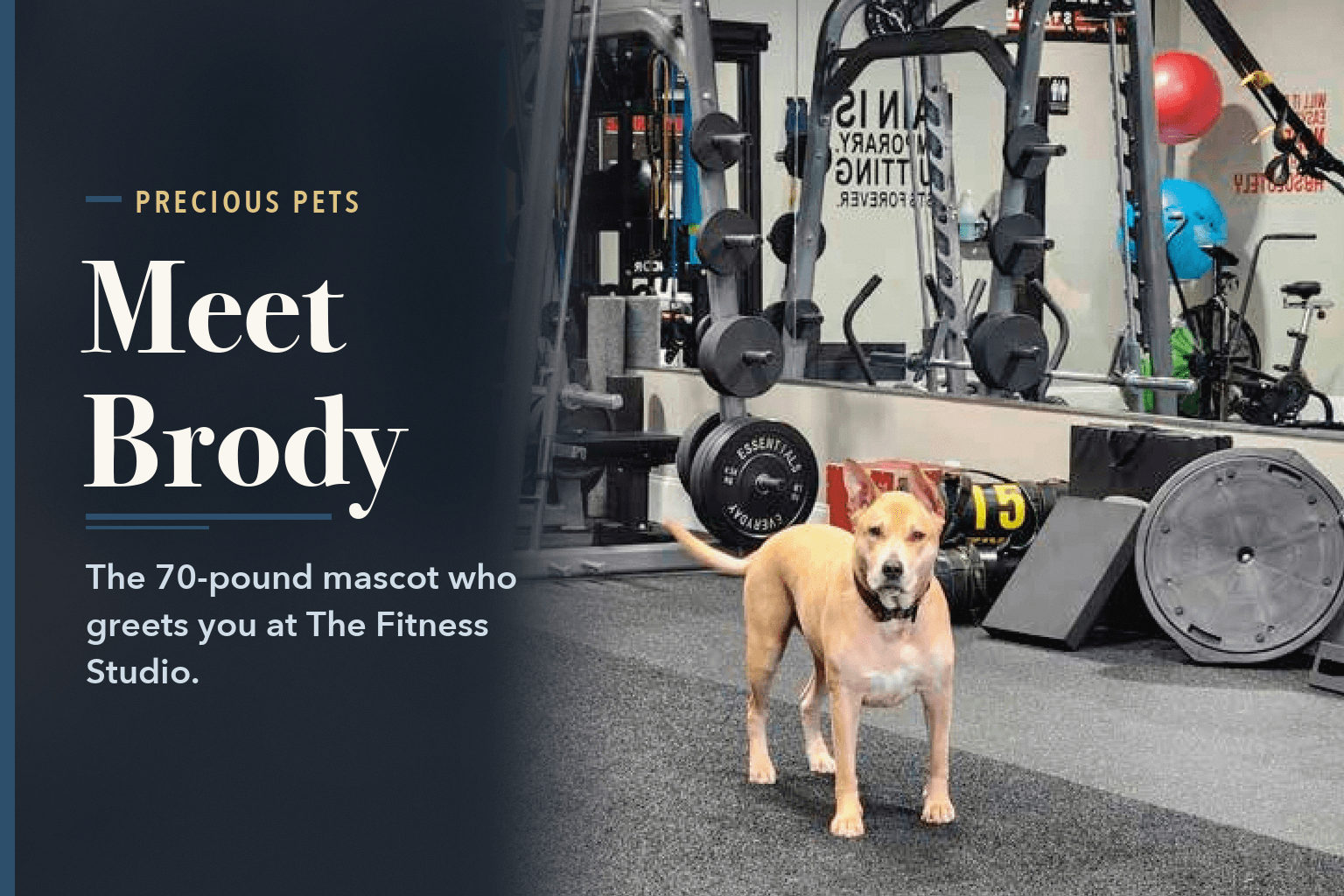 Brody, a tan dog with upright ears, standing on the gym floor at The Fitness Studio among weight racks, beside the words Brody, the Dog Who Greets You at The Fitness Studio.